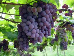 uvas 